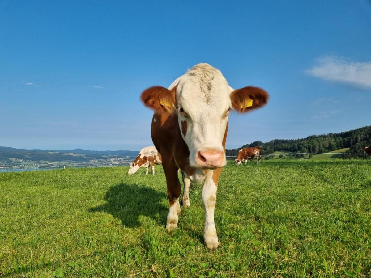 Ferienwohnungen Schoebringer Weyregg Luaran gambar