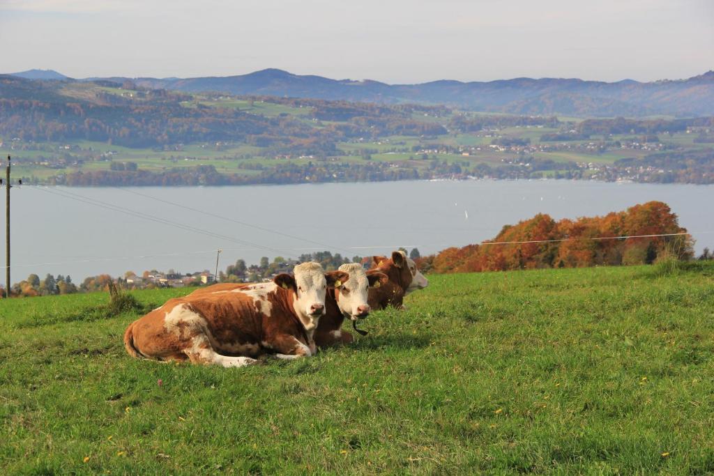 Ferienwohnungen Schoebringer Weyregg Luaran gambar
